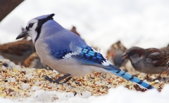 Cyanocitta cristata bromia