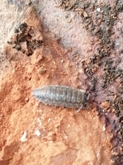 Porcellio scaber