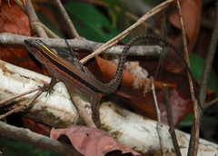 Kentropyx altamazonica