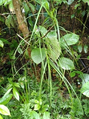Scleria secans