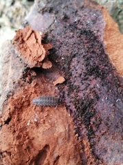 Porcellio scaber