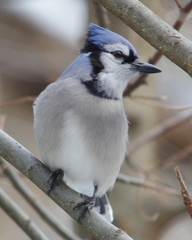 Cyanocitta cristata bromia