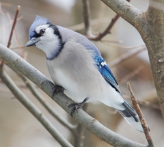 Cyanocitta cristata bromia