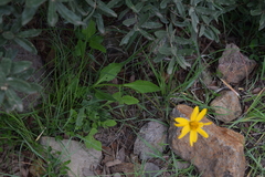 Verbesina pedunculosa