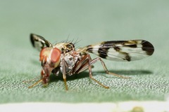 Pseudodyscrasis scutellaris