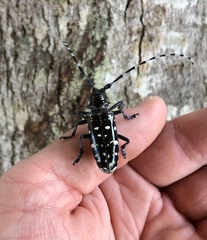 Anoplophora glabripennis