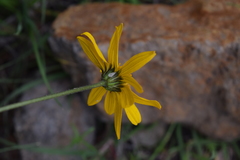 Verbesina pedunculosa
