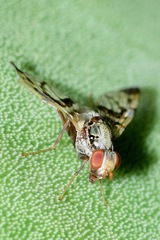 Pseudodyscrasis scutellaris