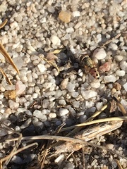 Craticulina tabaniformis