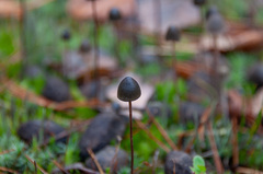 Panaeolus alcis