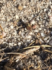 Craticulina tabaniformis