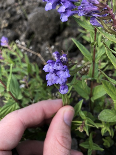 Scutellaria hastifolia (Scutellaria hastifolia)