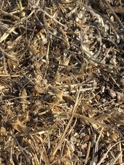 Craticulina tabaniformis