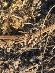 Craticulina tabaniformis