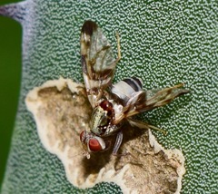 Pseudodyscrasis scutellaris