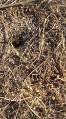 Craticulina tabaniformis