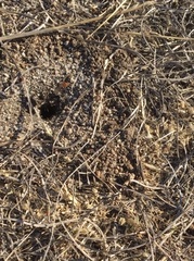 Craticulina tabaniformis