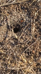 Craticulina tabaniformis