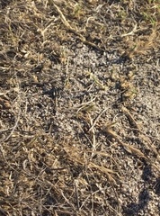 Craticulina tabaniformis