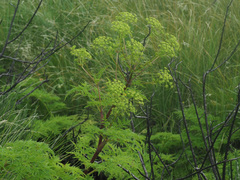 Afroligusticum thodei