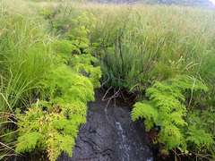 Afroligusticum thodei