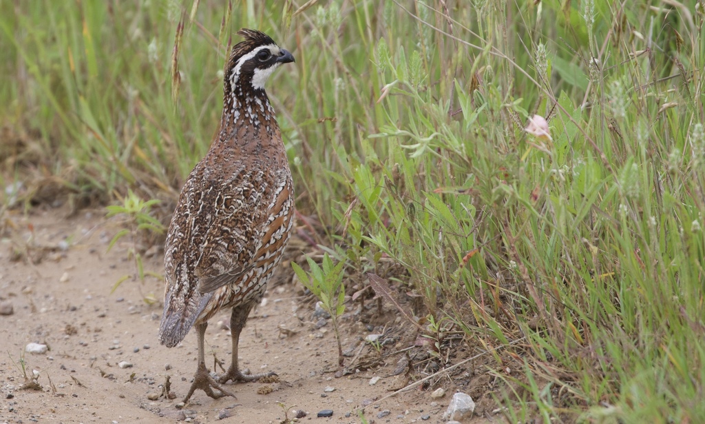 Northern Bobwhite