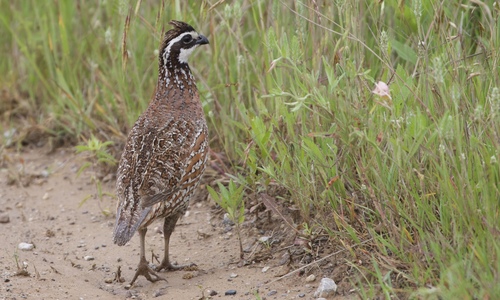 Northern Bobwhite