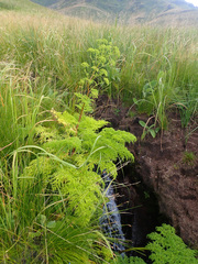 Afroligusticum thodei