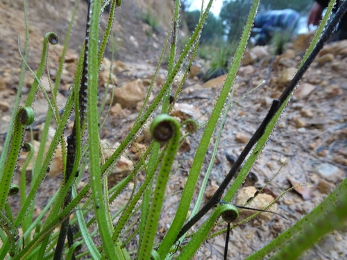 Drosophyllum lusitanicum (Drosophyllum lusitanicum)