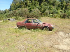 Xanthoparmelia scabrosa