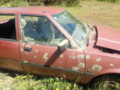 Xanthoparmelia scabrosa