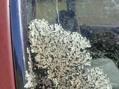 Xanthoparmelia scabrosa