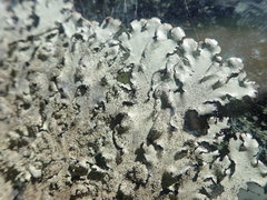 Xanthoparmelia scabrosa