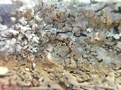 Xanthoparmelia scabrosa