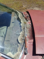 Xanthoparmelia scabrosa