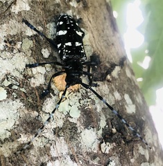 Anoplophora glabripennis