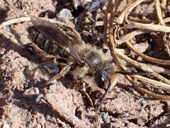 Andrena mediovittata