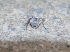 Araneae