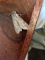 Oligographa juniperi