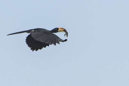West African Pied Hornbill (Lophoceros semifasciatus), photo 3