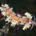 Kabeiro rubroreticulata - Photo (c) uwkwaj, some rights reserved (CC BY-NC), uploaded by uwkwaj