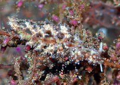 Kabeiro rubroreticulata
