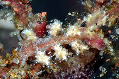 Kabeiro rubroreticulata