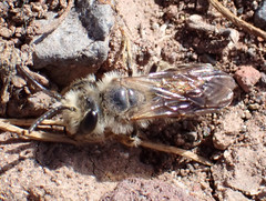 Andrena mediovittata