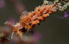 Kabeiro rubroreticulata