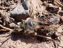 Andrena mediovittata