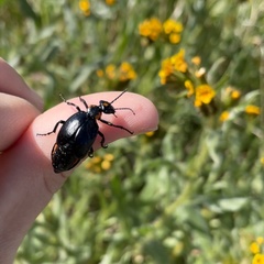 Lytta sublaevis