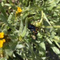 Lytta sublaevis