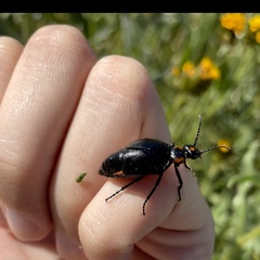 Lytta sublaevis