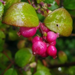 Symphoricarpos × chenaultii